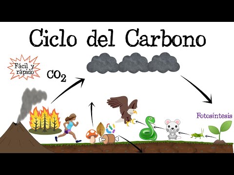 Mapa conceptual del carbono: todo lo que necesitas saber