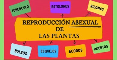 Mapa conceptual de reproducción asexual: todo lo que debes saber