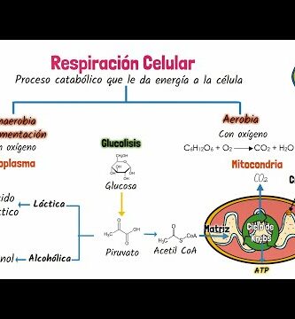 Mapa conceptual de respiración celular: aprende todo sobre el proceso
